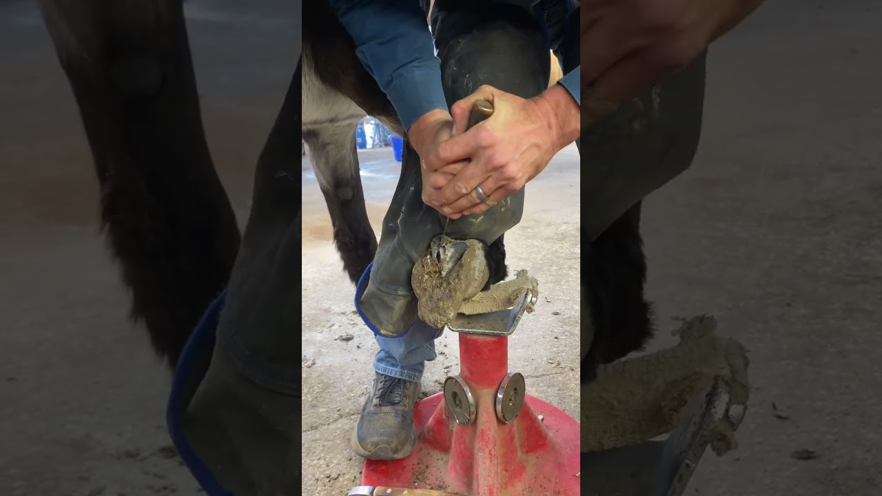 LIFE CHANGING DONKEY TRIM!!!