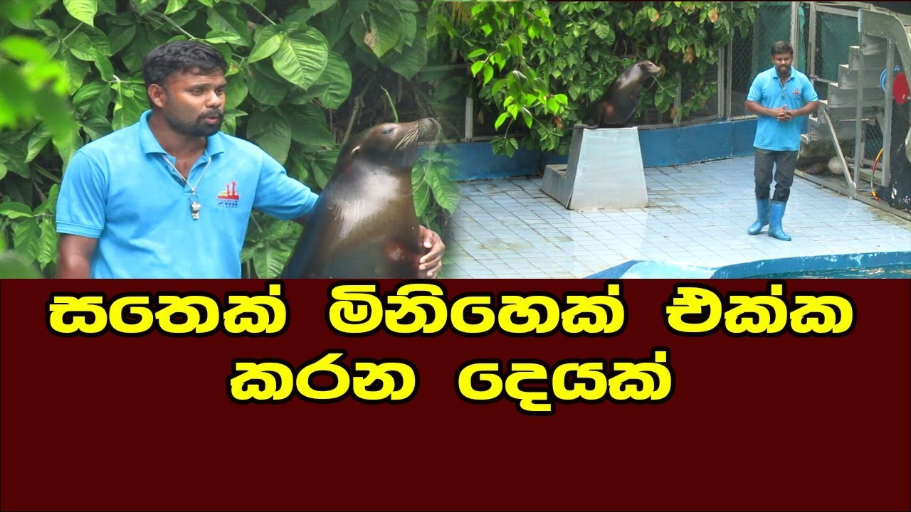 බලන්න මේ මුහුදු සිංහයා කරන දේ - Dehiwala Zoological Garden (Dehiwala zoo)