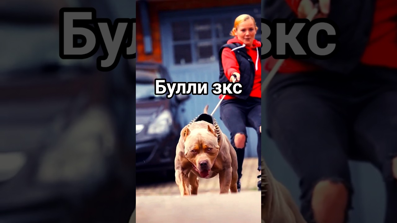 американский булли зкс