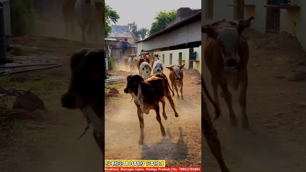 Gir heifers😍in morning (Shree Ji dairy Farm ) Madhya Pradesh 