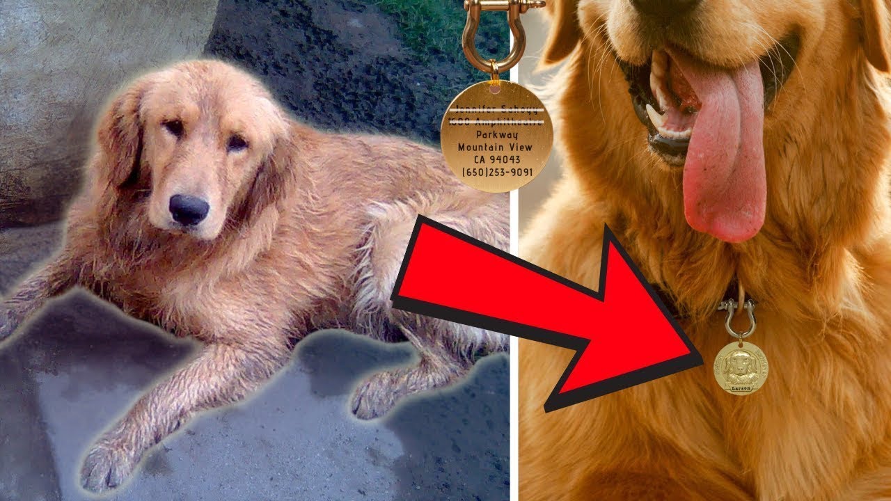 Straßen Füttern 'Verlassenen' Hund Für 6 Monate - Die Botschaft Am Halsband Ändert Alles