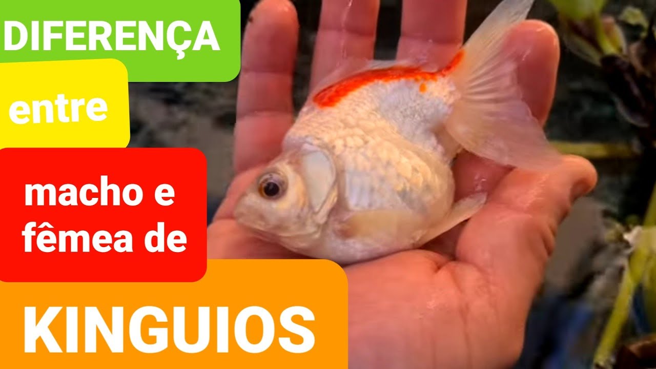 vc sabe a DIFERENÇA? Macho ou Fêmea  de Kinguios  VISITA A CRIAÇÃO DE  PEIXES do DANNIEL KCB PARTE 2