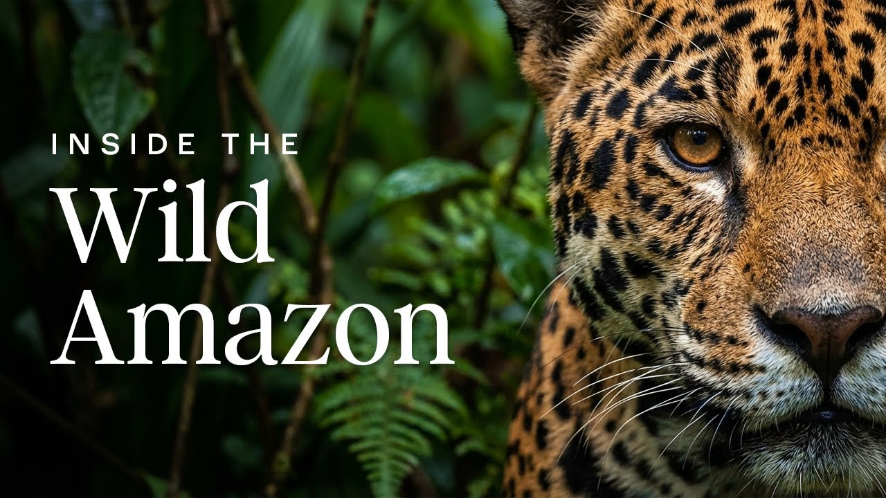 Amazon Rainforest Animals: A Cinematic Journey Into Wildlife | Machu Travel Peru
