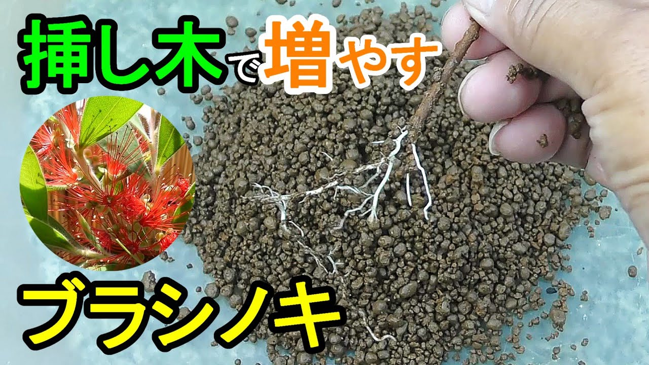 ブラシノキ（カリステモン）の挿し木　土挿しと水挿しで