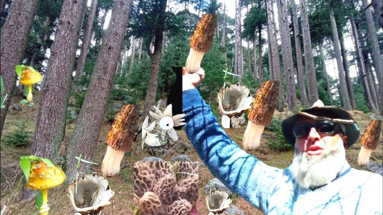 Morel Mushroom (Guchhi)One of the most expensive Mushroom //Village life of india.