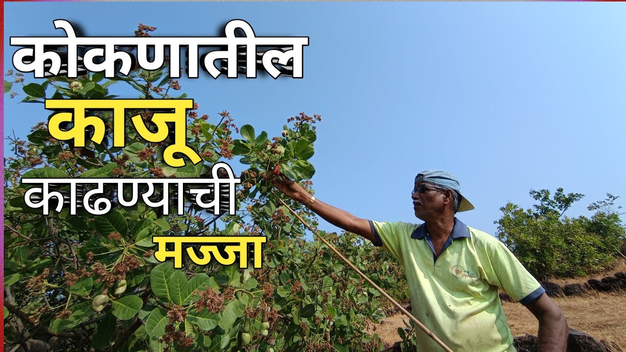 बागेतून ओल्या काजू काढून बनवली भाजी 😋 कोकणातील काजूचा Season !! #kokan #konkanpremi #vlog#kaju#trend
