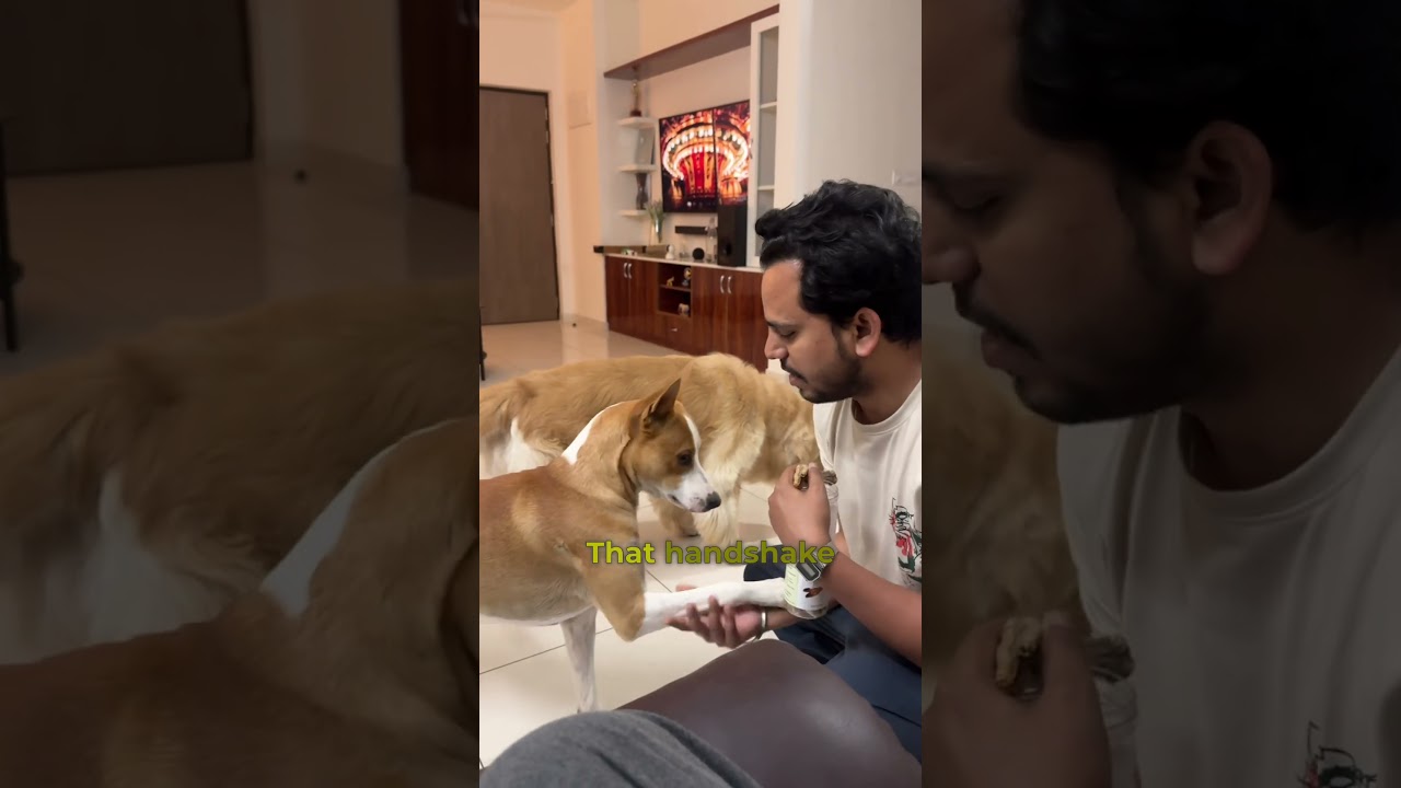 Treat Time with All Three Dogs 🐶 | #dogtreats #dogreels #happydogs