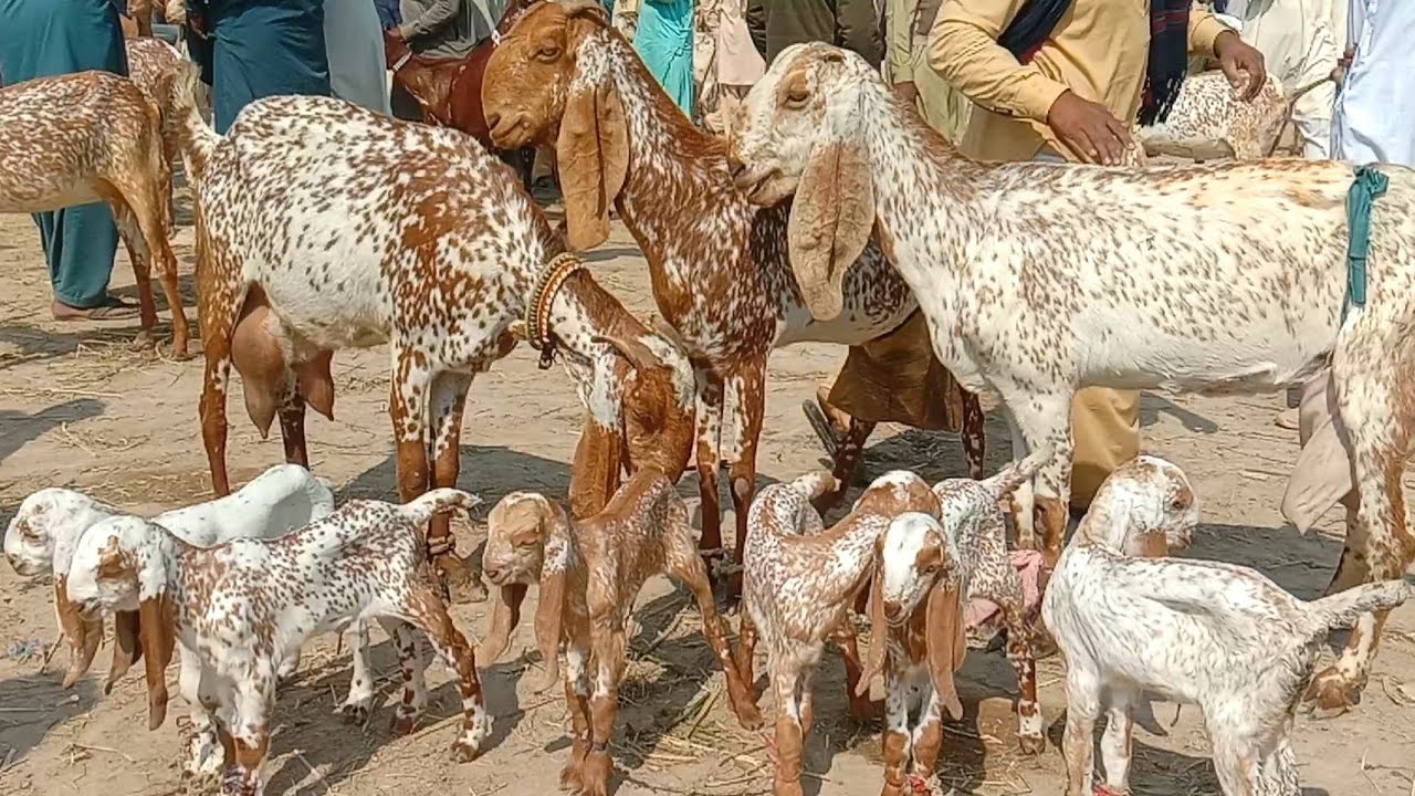 Madrasa bakra Mandi 2026 makhi cheeni bakriyan / مدرسہ منڈی مکھی چینی بکریاں اجمل ٹی وی حاصل پور 