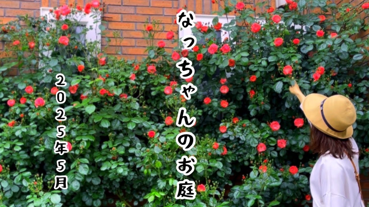 【バラ】2025 わたしのお庭　アンジェラ/レオナルドダヴィンチ/ピエールドロンサール