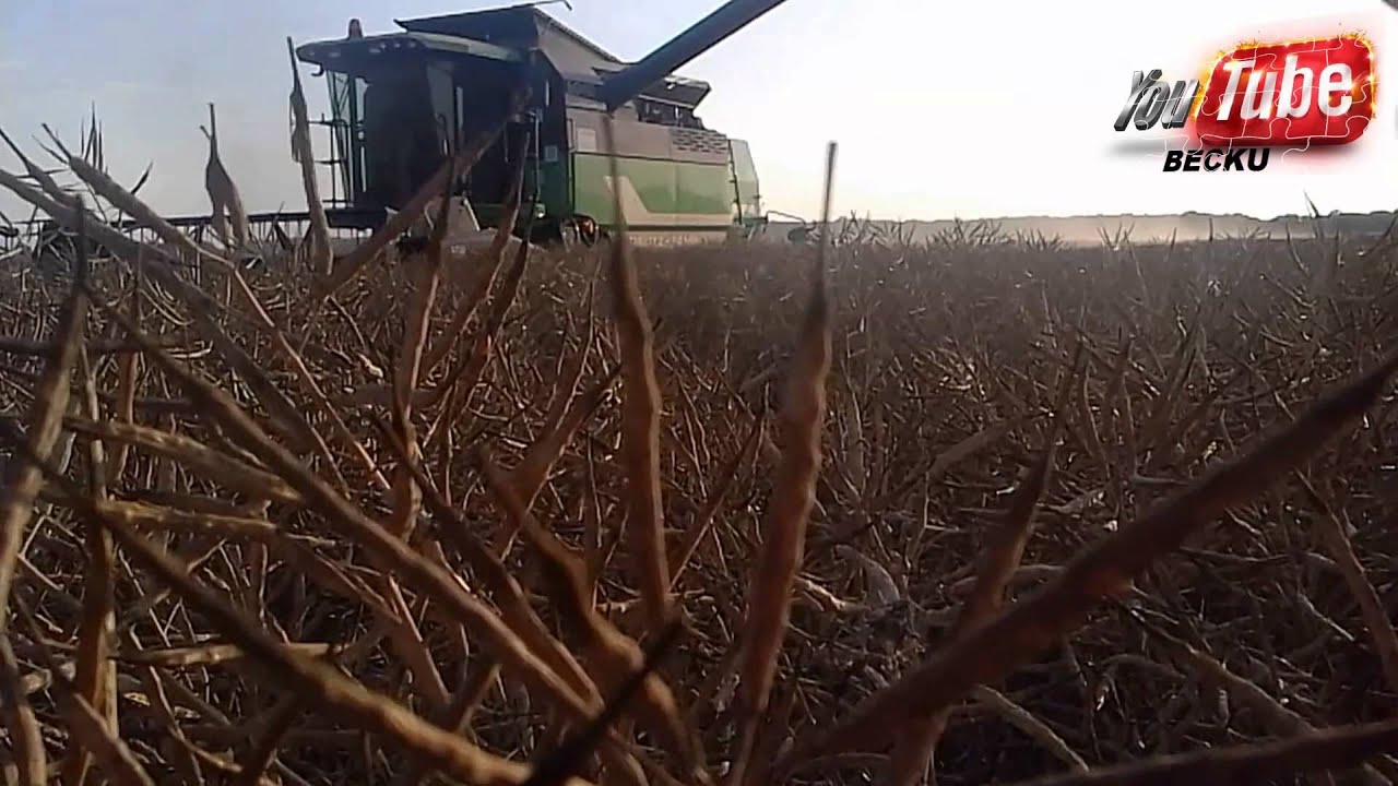 Rzepakowe żniwa 2015 z Deutz-Fahr 6040 HTS