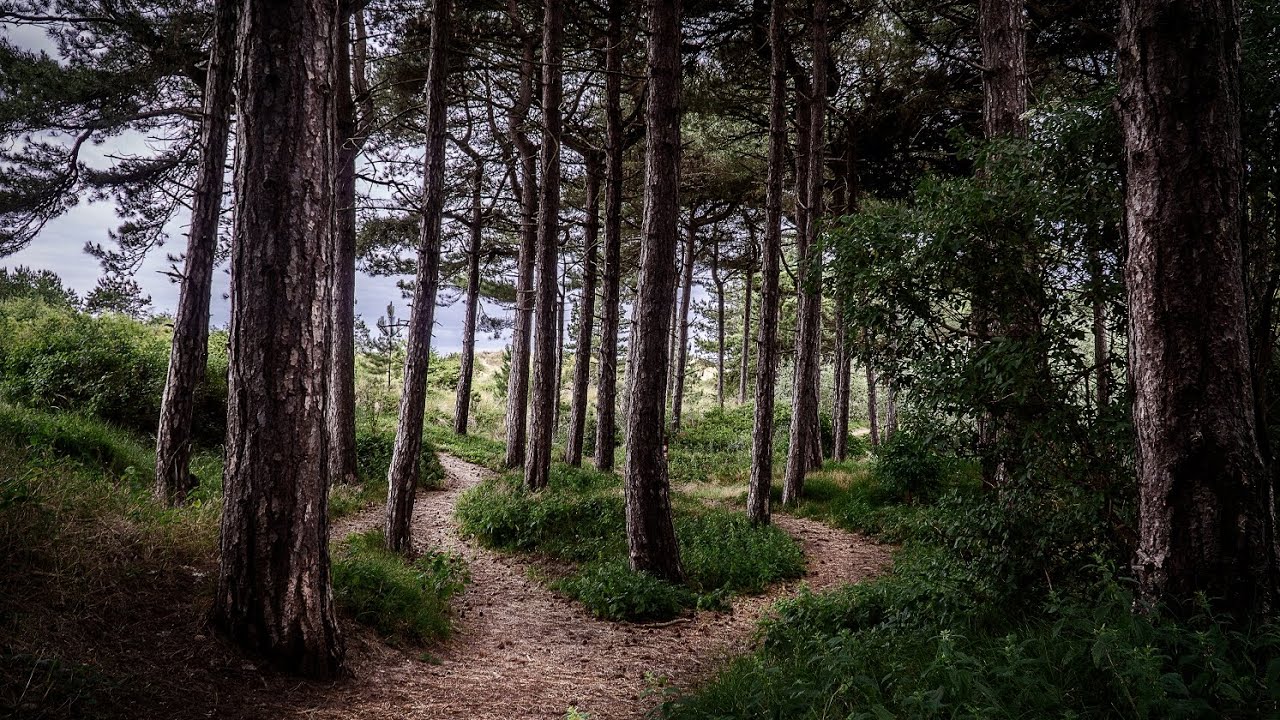 Formby Pine Woods