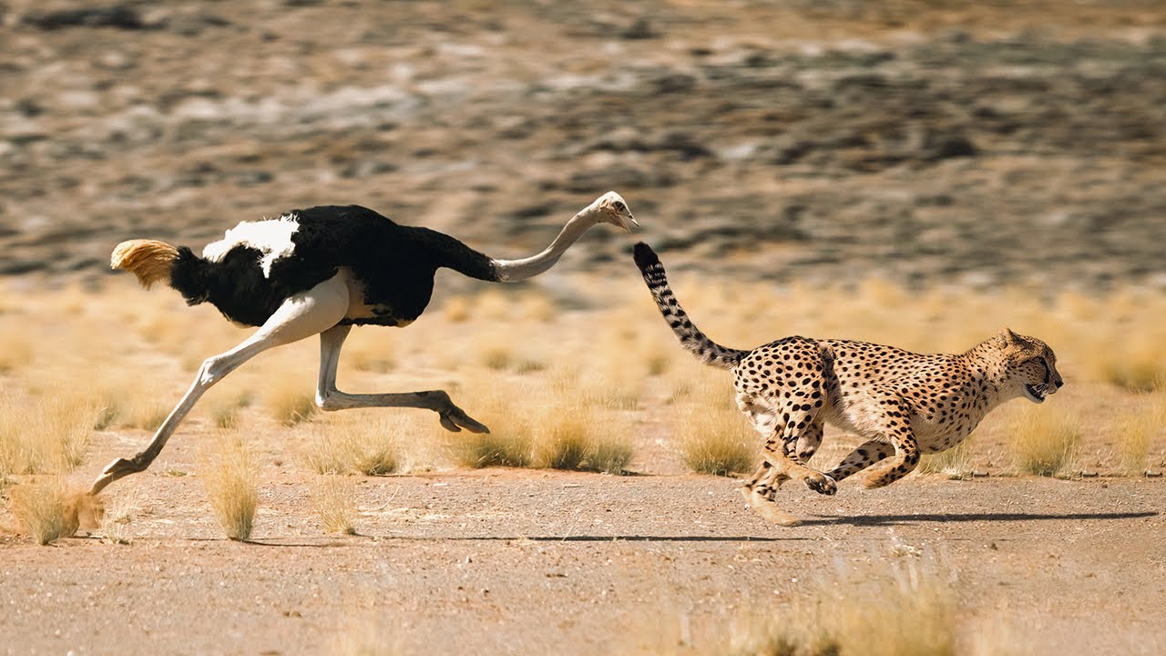 15 Animales que se metieron con el OPONENTE EQUIVOCADO 🤣😮