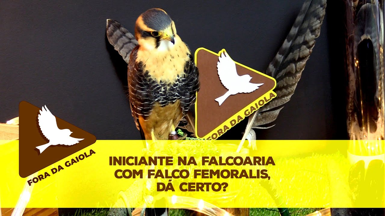 Iniciante na falcoaria com Falco femoralis, dá certo?