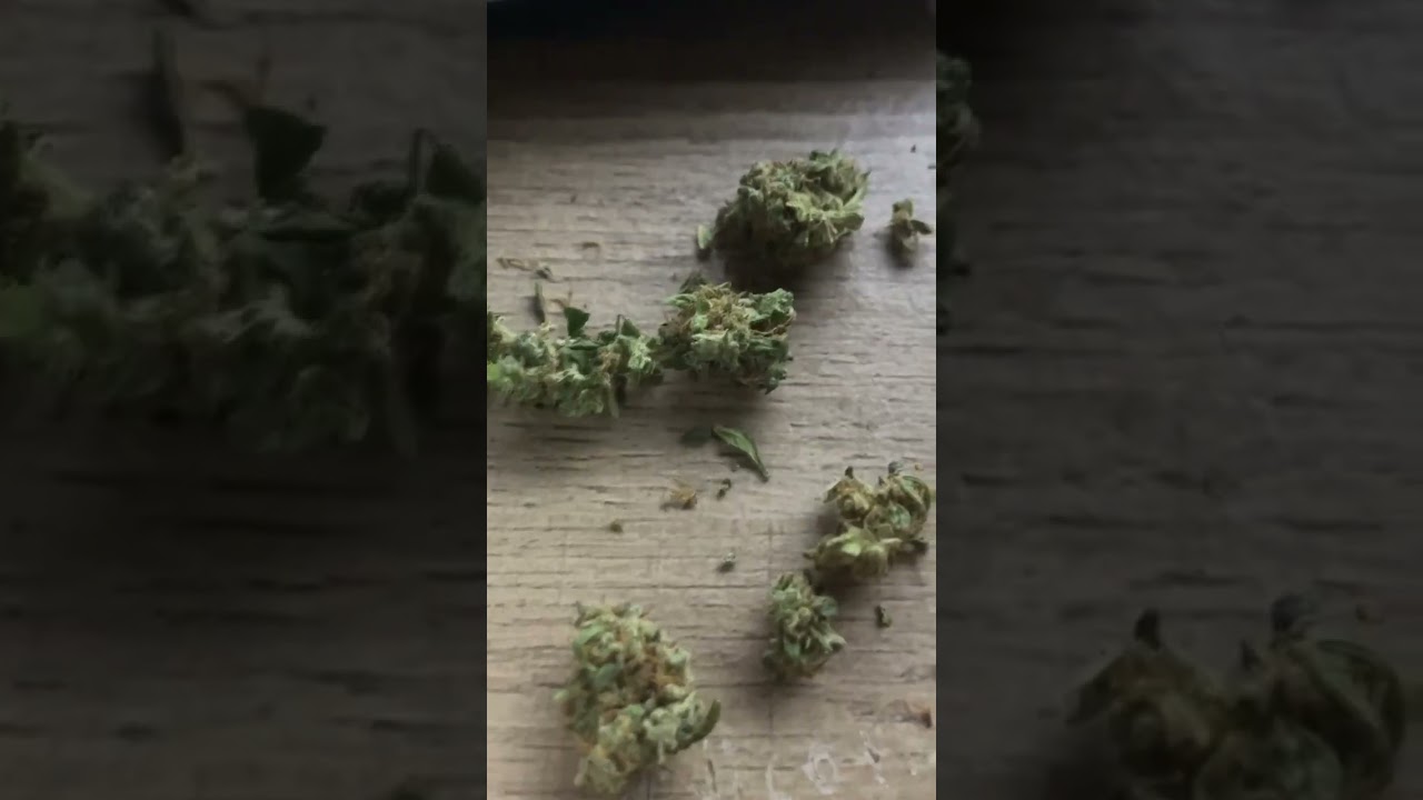 Trainwreck oG🔥#marijuana  #weed #gas #maryjane #zaza #og #420