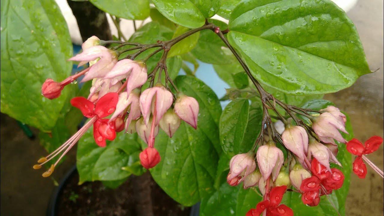 Lágrima de Cristo: como plantar e cuidar.