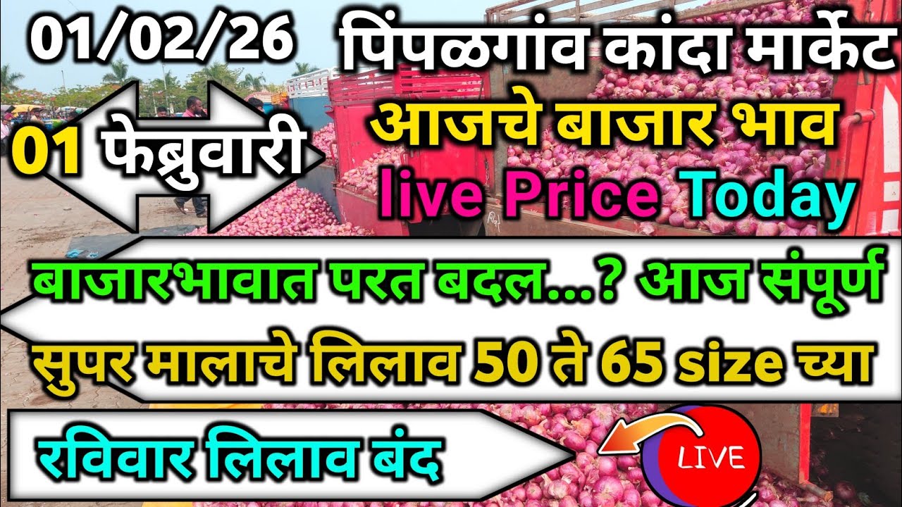 Pimpalgaon Onion Market Price Today:Latest Rates And Insights 01 February 2025