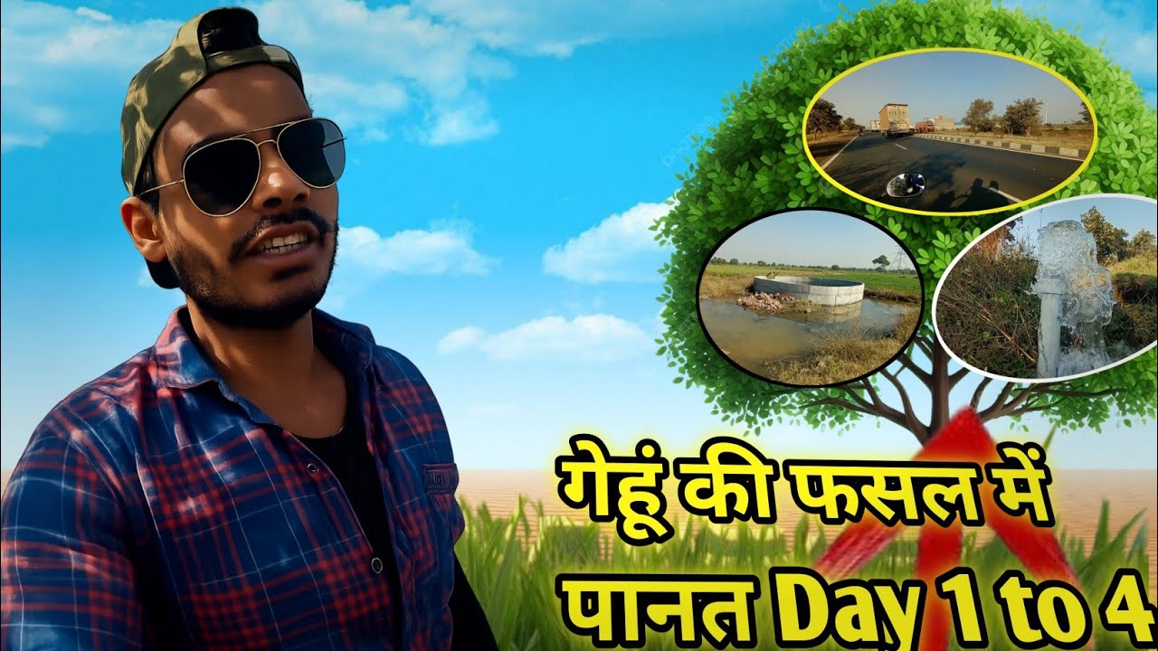 “गेहूं की फसल में पानी की पानत Day 1 to 4 || 