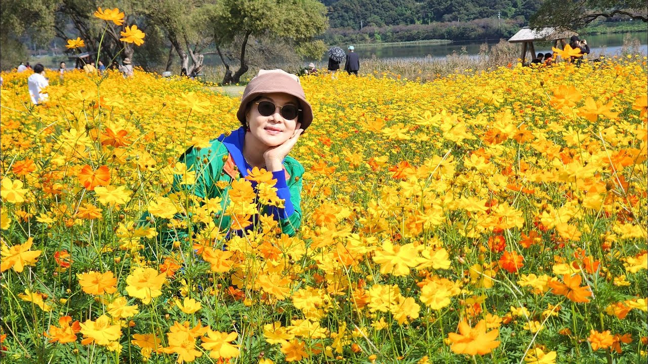 남양주 물의정원 황화코스모스 활짝 피어 화려한가을의 서정 10월19일