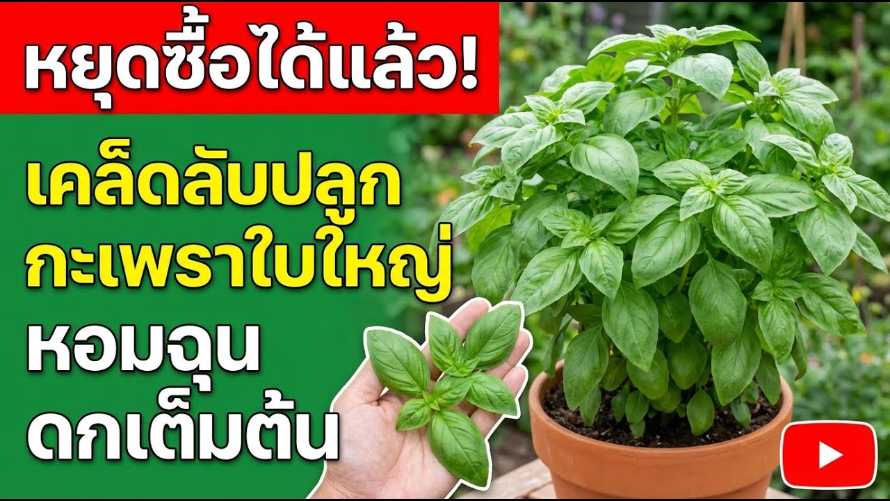 หยุดซื้อเลย! เคล็ดลับปลูกโหระพาไทยหอมใหญ่ได้ที่บ้าน