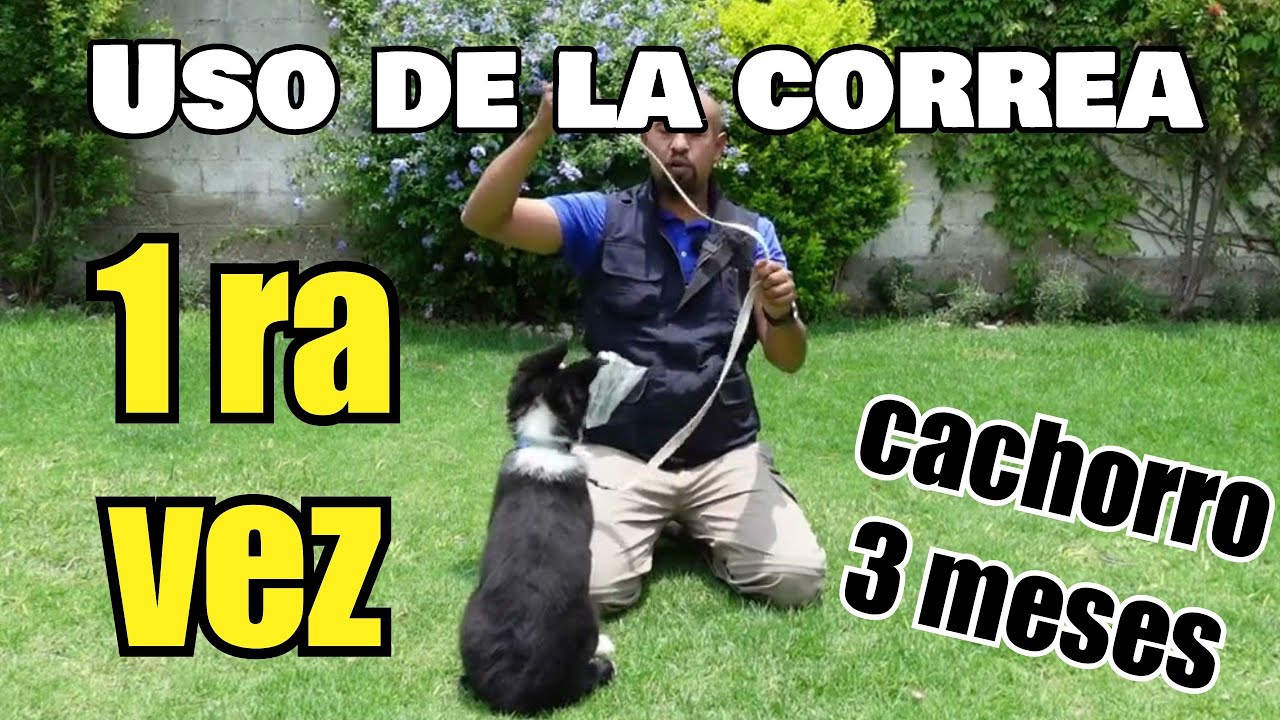 C&oacute;mo Preparar a tu CACHORRO para caminar con CORREA 🐕&zwj;🦺
