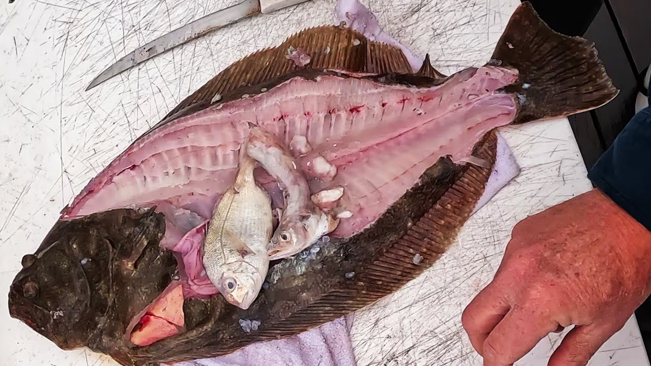 $6700 Fishing Contest Winner Had Stuffed Belly! 2nd Place Paid Best!