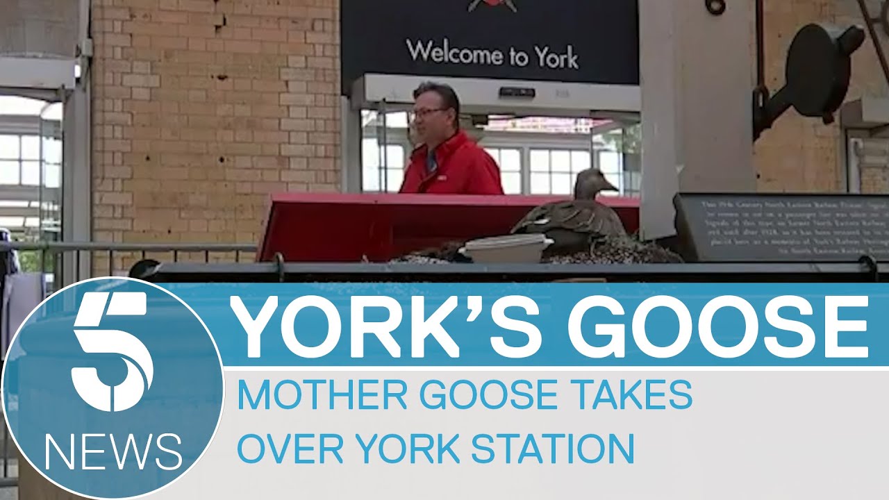 Goose lays eggs and makes home in York station during coronavirus lockdown | 5 News