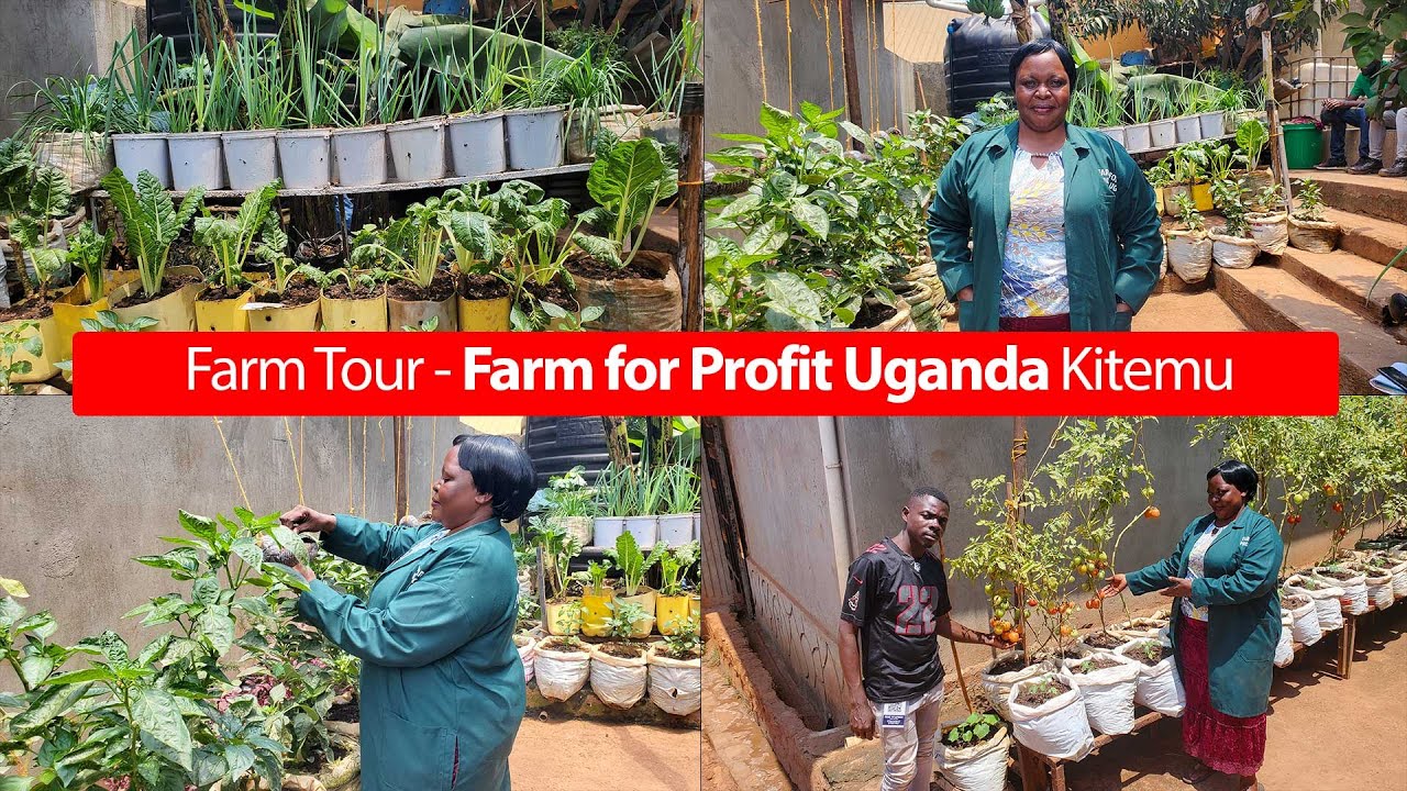 No Space, No Worries! In A Very Small Space, She Grows Food For My Family, and For Sale