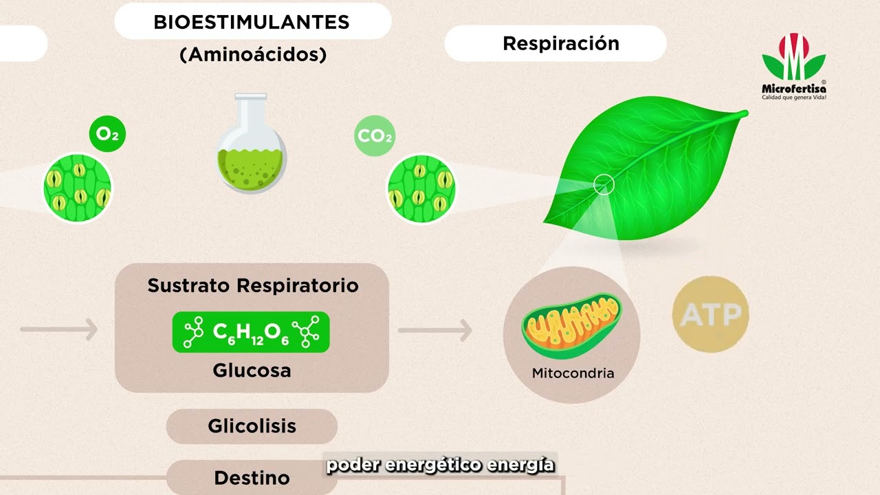 Bioestimulación y manejo del estrés en la plantas_ La U Microfertisa (parte 7)