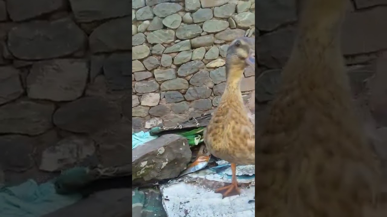Duck sound 🦆 #shorts Please subscribe 🙏