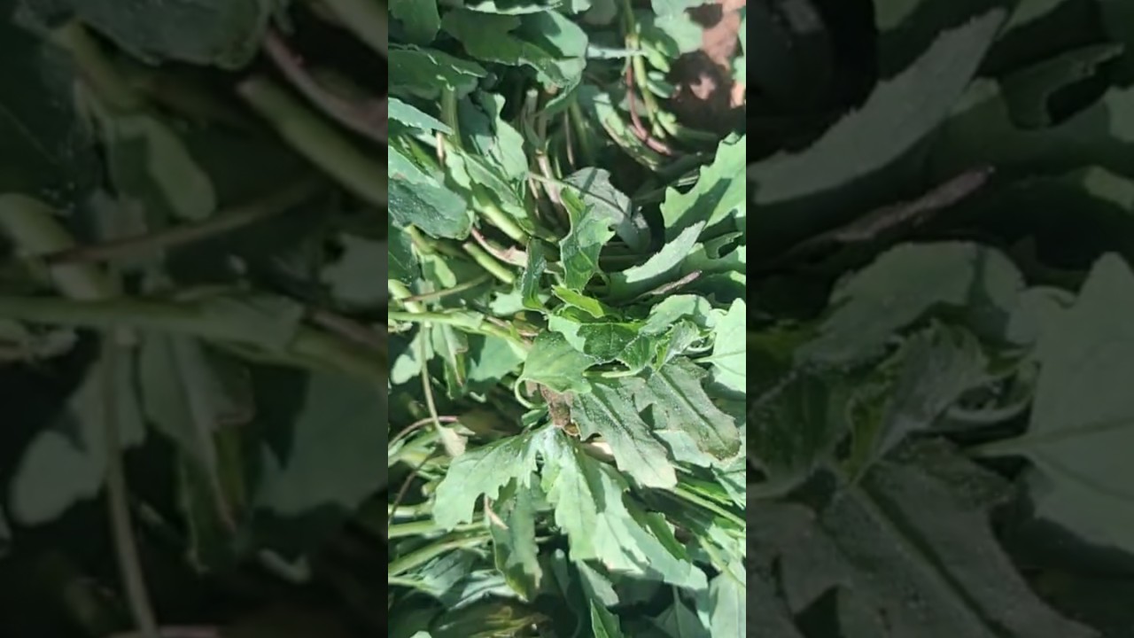 Bathua Saag Dal recipe 😋🥬  #viral #shortvideo #fyp #subscribemychannel #feedshorts #1million