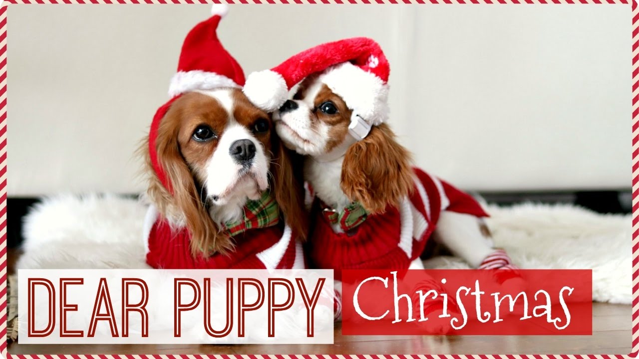 Dear Puppy Milton : Christmas | Cavalier King Charles Spaniel puppy