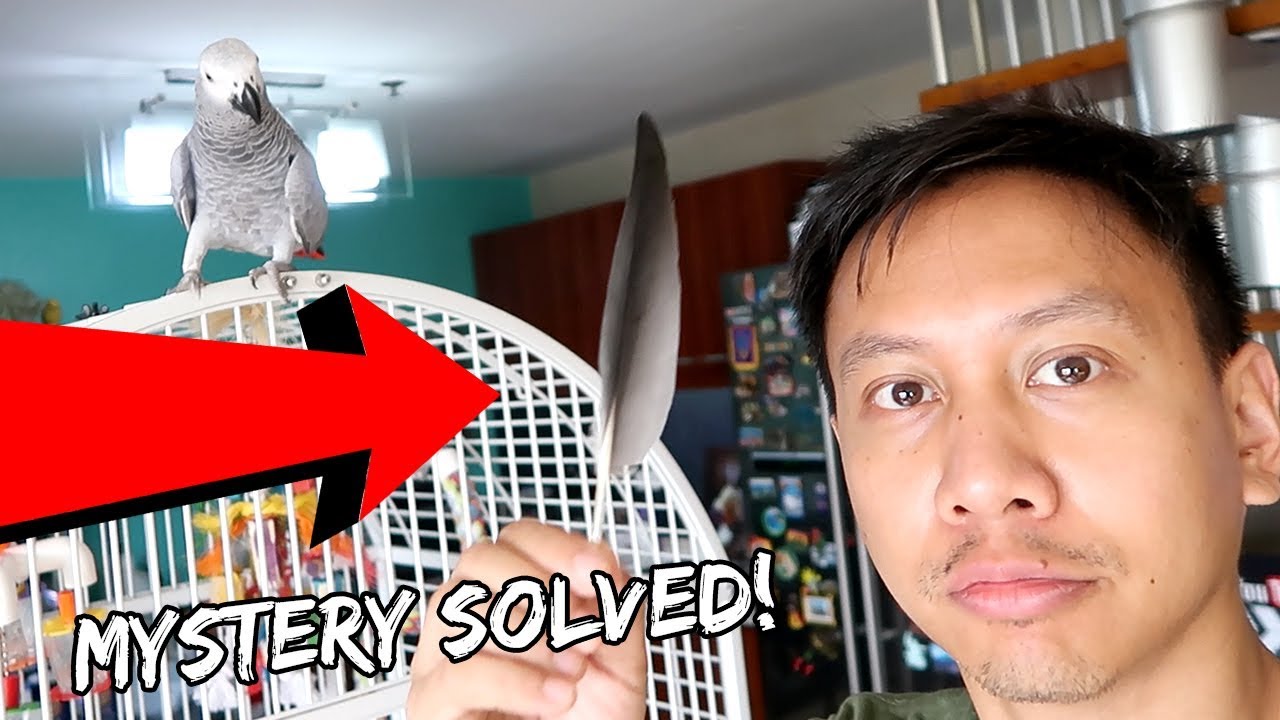 Feather Plucking or Molting - MYSTERY SOLVED | Vlog 