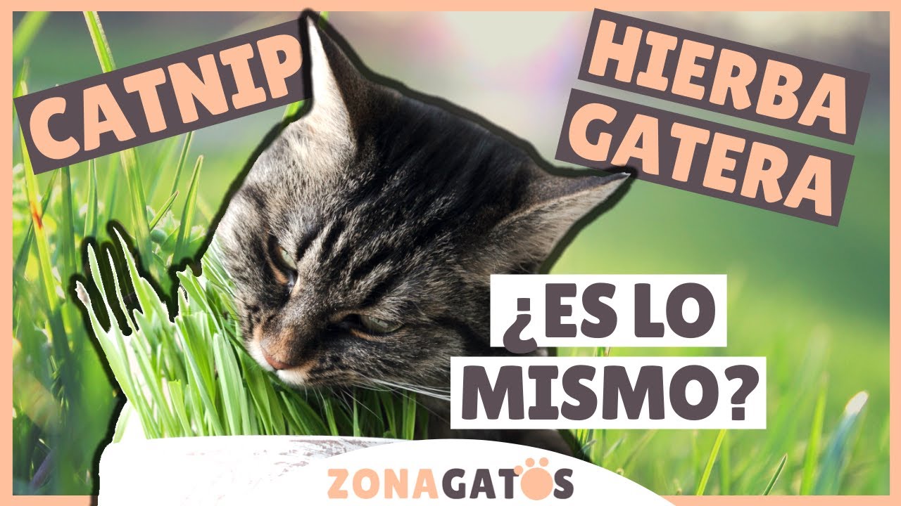 Diferencia entre CATNIP y HIERBA GATERA