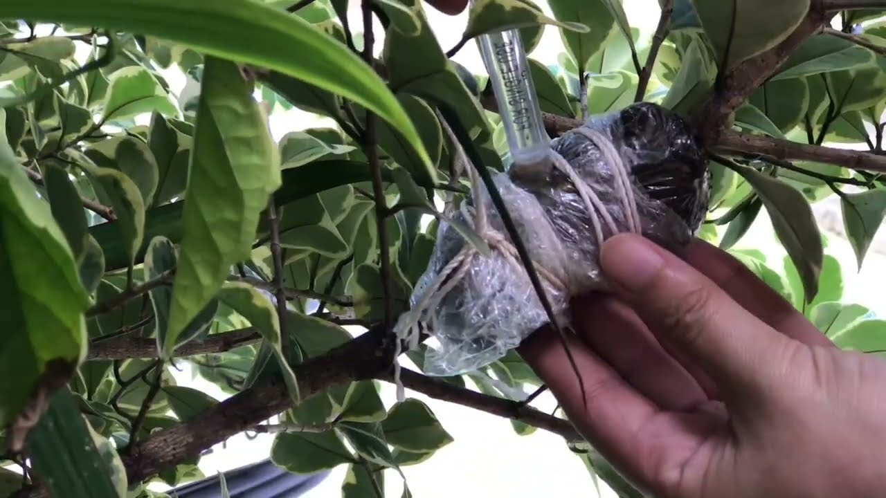 How to Propagate Ficus Triangularis Variegata by Marcotting or Air Layering with 100% Success