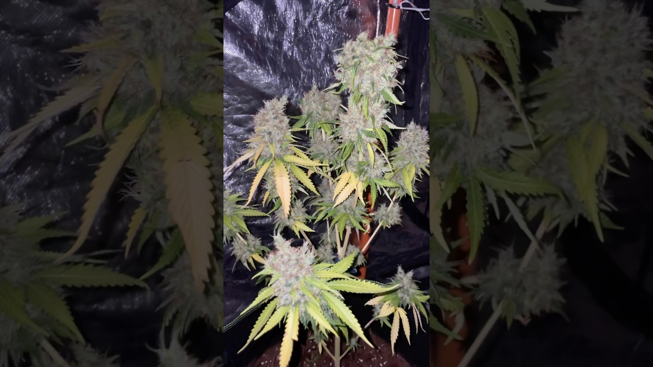 CHEESY DICK - BIG BUDDAH SEEDS 1/3