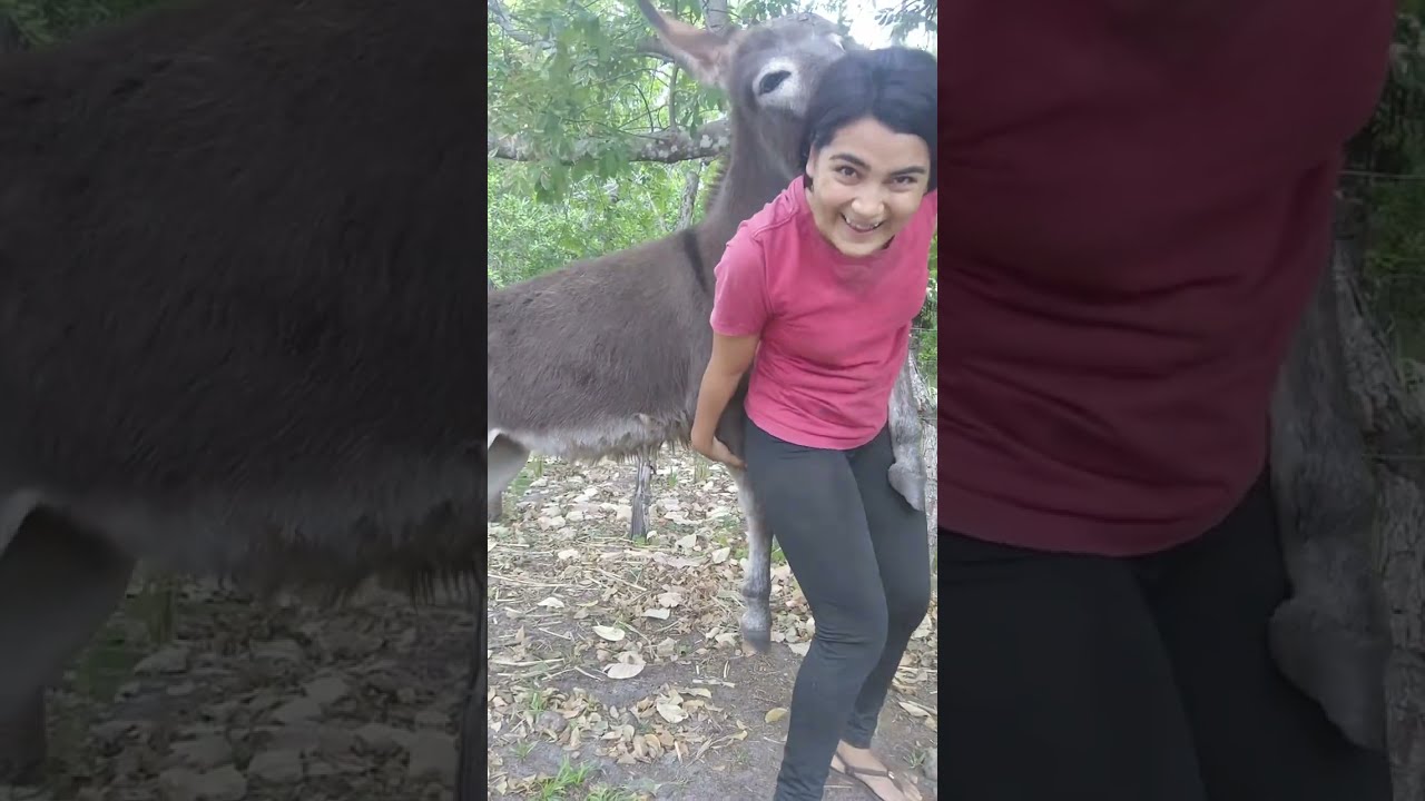 She was dancing until... This donkey happened! 🐴😂
