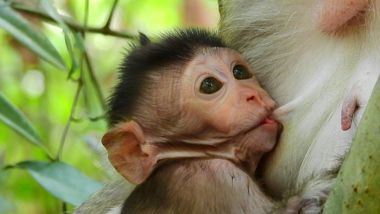 Beautiful baby GIGI very happy life live with her mommy. GIGI Get milk with mom.