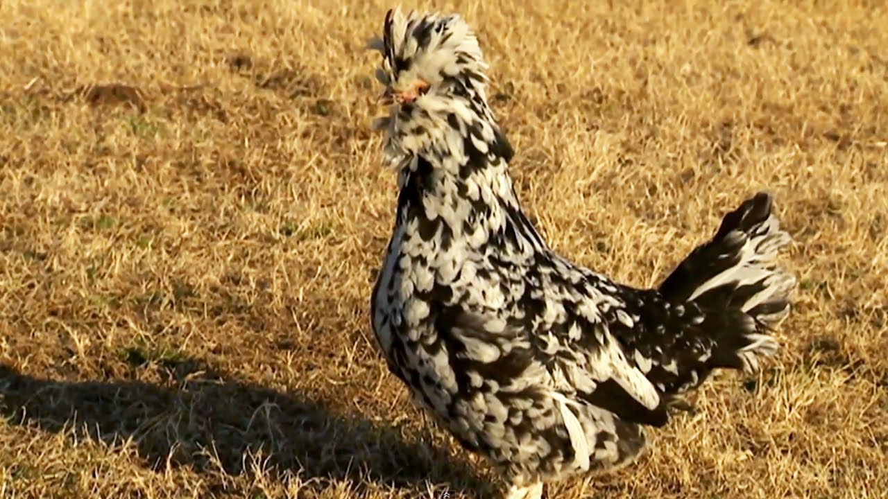 About Chickens and Poultry | Farm Raised Classics With P. Allen Smith