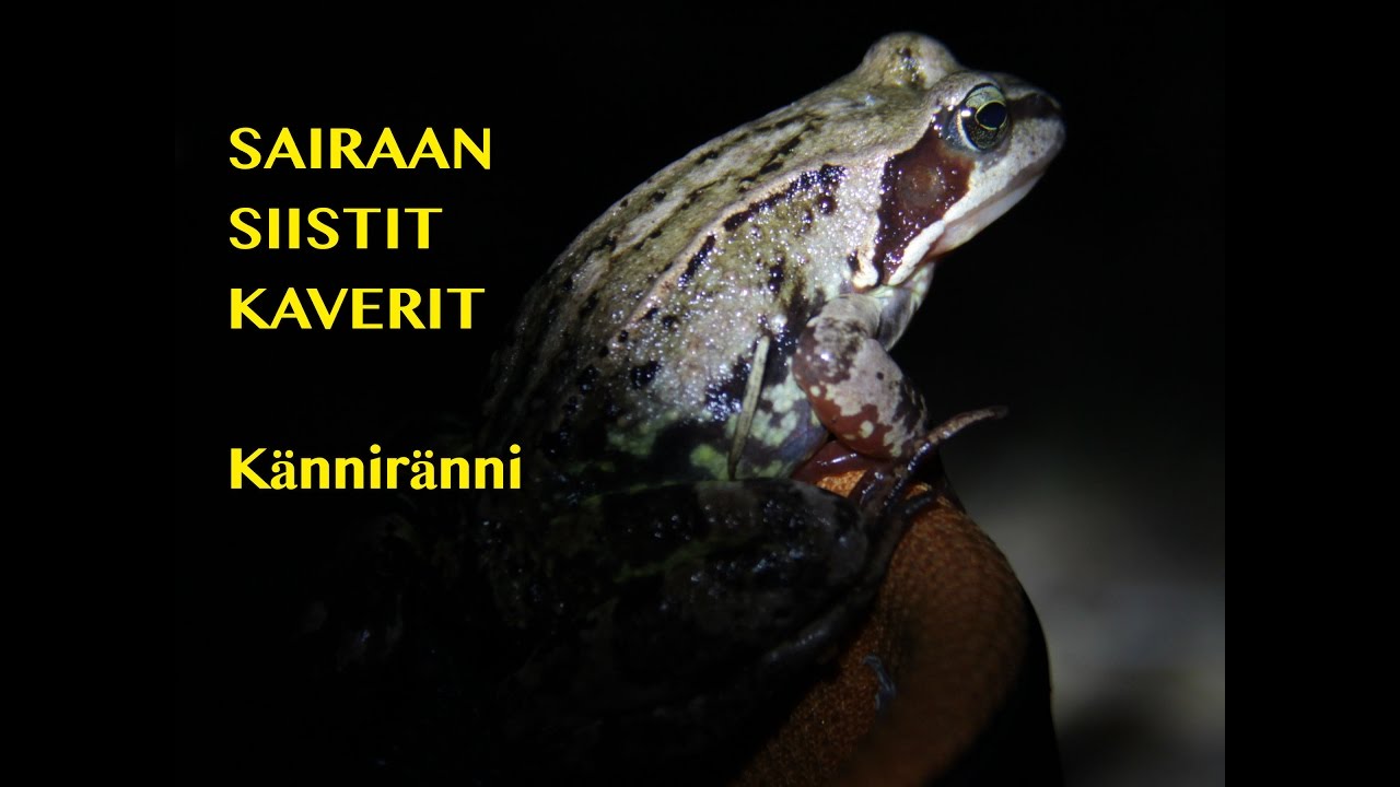 Sairaan Siistit Kaverit : K&auml;nnir&auml;nni