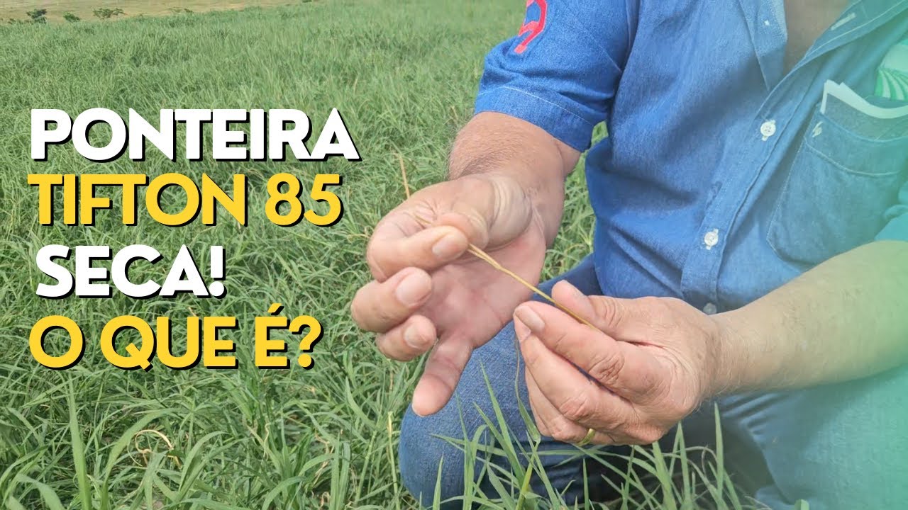 PONTEIRA DO TIFTON SECA! O QUE É? ATAQUE DE LARVA-DA-MOSCA-DAS-GRAMAS-BERMUDAS Ep#267
