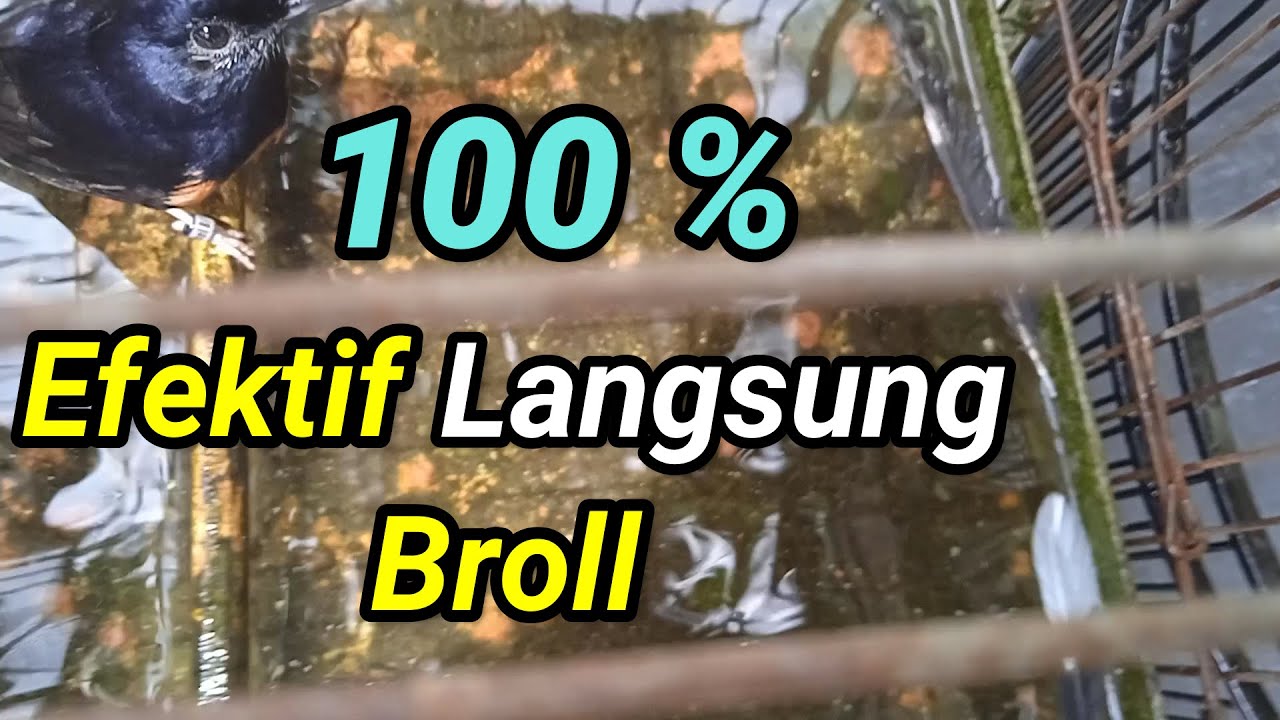 dengan cara sederhana dan mudah ‼️ ternyata lebih efektif 100 %
