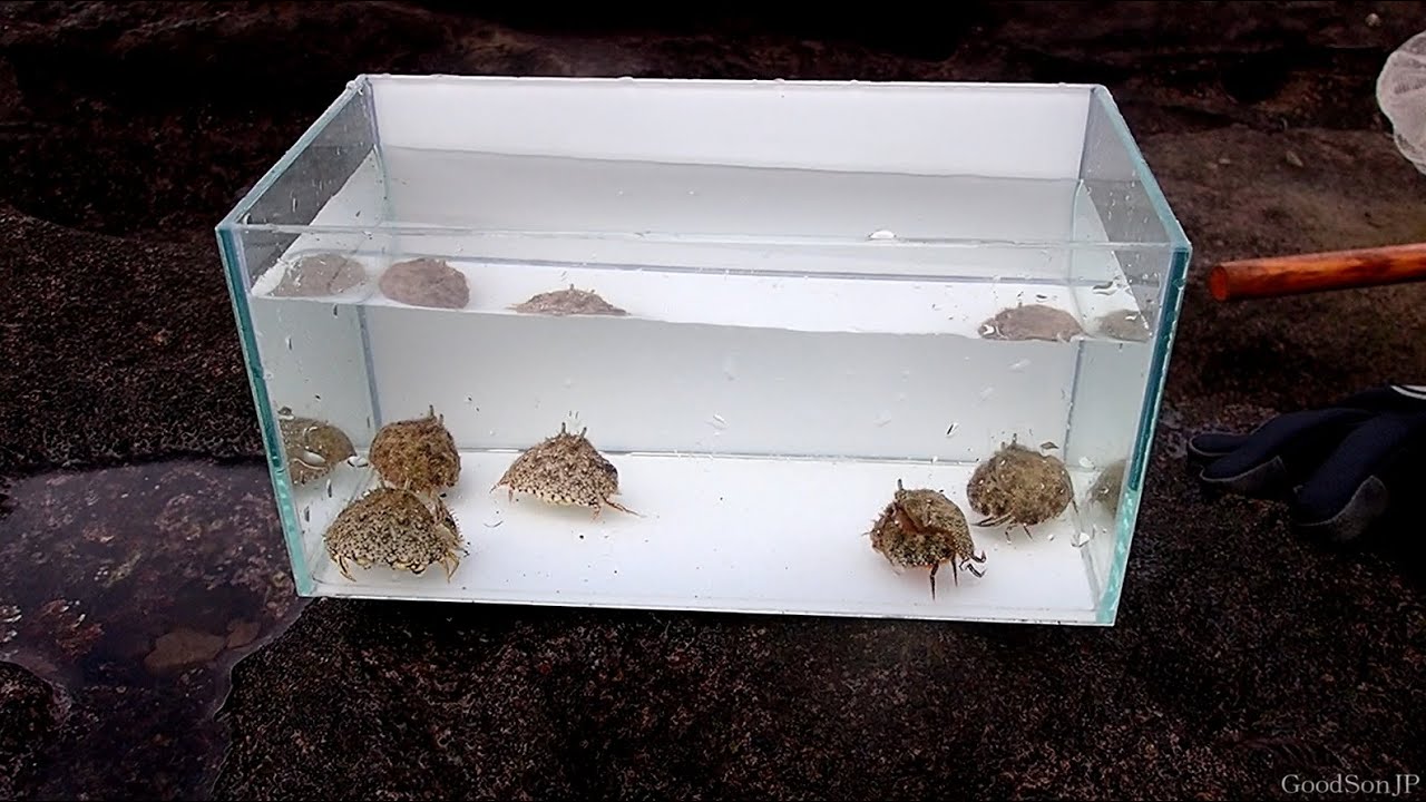 【ガサガサ】海底の砂の中に潜む恥ずかしがり屋のカニを採集してみた【カラッパ】