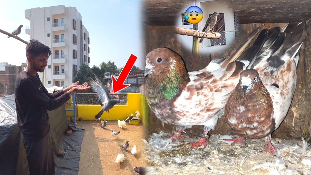 Junglee Kabootar Ke Par Khol Diya Aaj 🤩 || Chhat pr Shikra Aakar Baith Gaya 😰