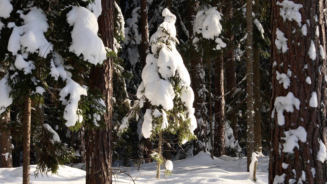 Late Winter Afternoon in a Secluded Forest