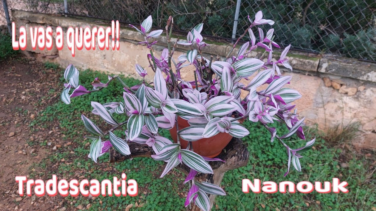 Tradescantia Nanouk APRENDE más sobre ella, la  amarás por su BELLEZA!💜 suscribirse @nostrasladamusx