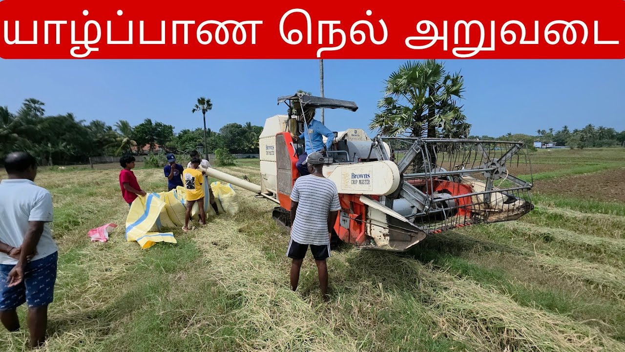 இலங்கை! யாழ்ப்பாண நெல் அறுவடை | Jaffna Paddy Cultivation | Jaffna Farming