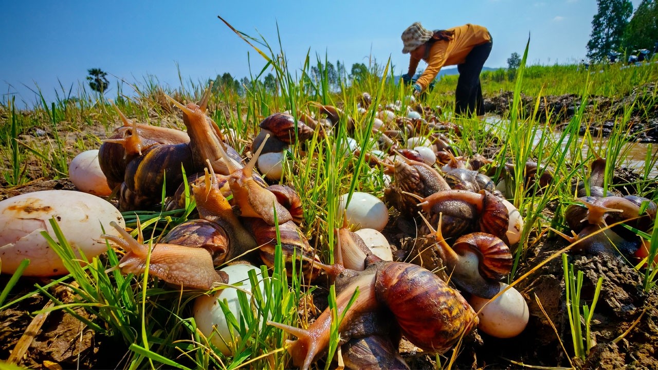 best amazing - harvest duck eggs and snails a lot at field on the straw at field by luck hand