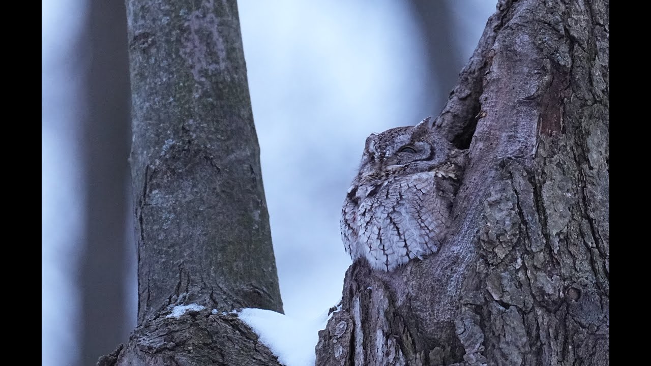 Eastern screech-owl calling it's mate and responding call backs