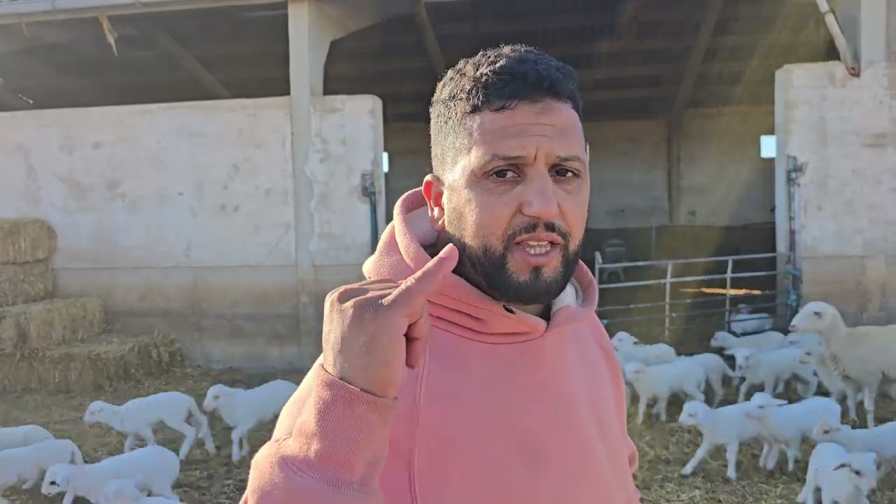 شوفوا العلف ديال الغنم الوالدة واحد قالي كين الأرباح من سنة الأولى 