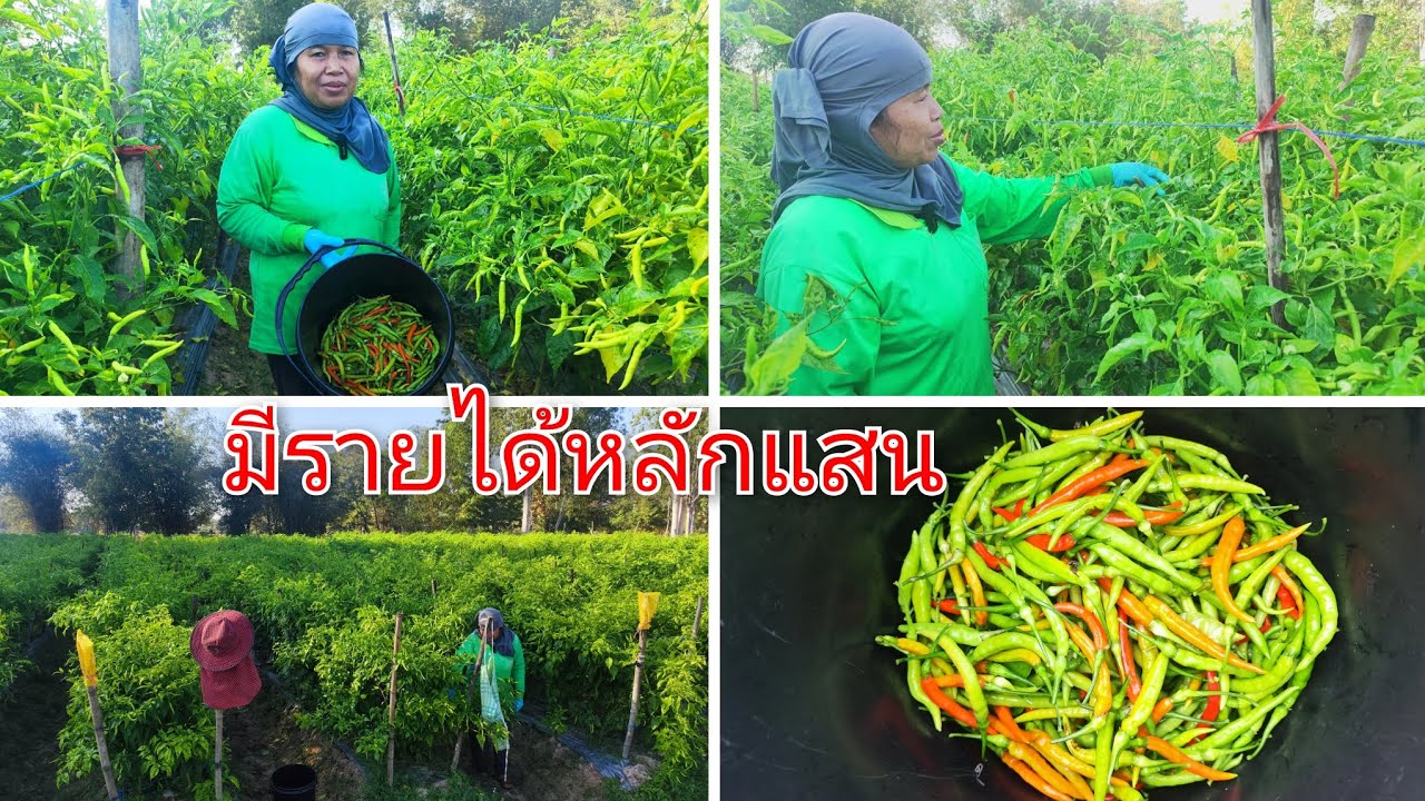 ปลูกพริกมีรายได้หลักแสน พริกสีทอง ใครอยากปลูกต้องรีบเตรียมพื้นที่ปลูก